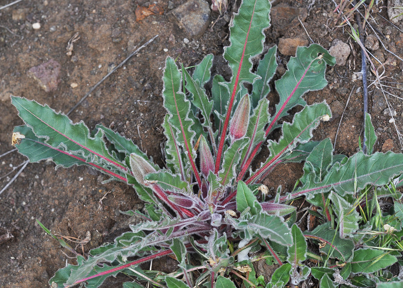 Flora of Eastern Washington Image: Oenothera cespitosa