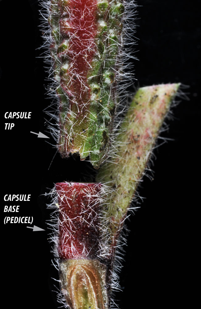 Flora of Eastern Washington Image: Oenothera cespitosa