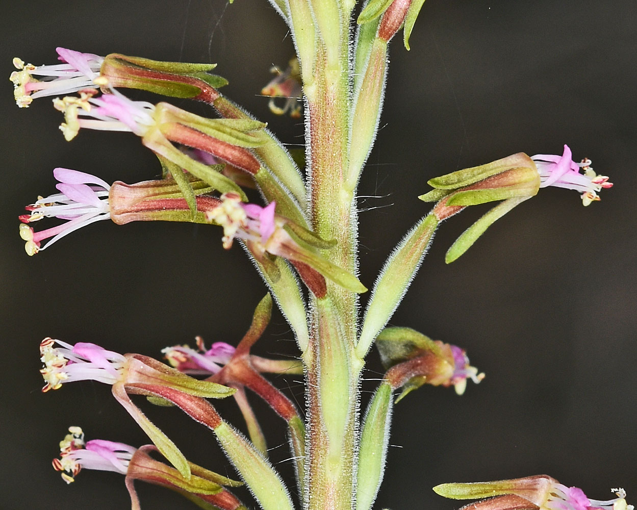Flora of Eastern Washington Image: Oenothera curtiflora