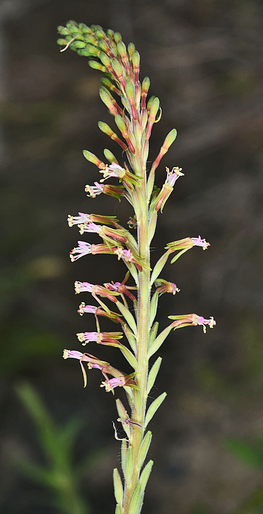 Flora of Eastern Washington Image: Oenothera curtiflora