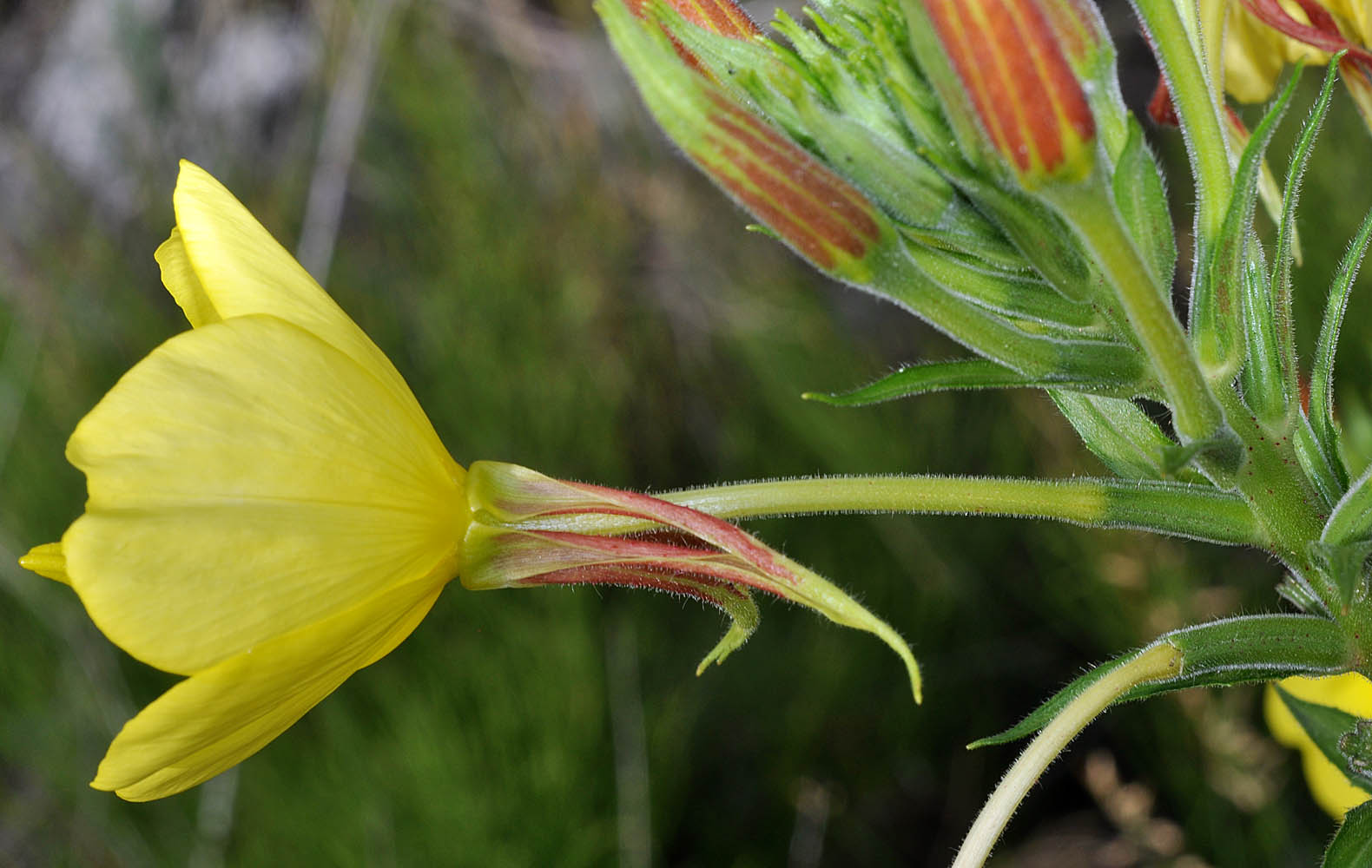 Flora of Eastern Washington Image: Oenothera elata