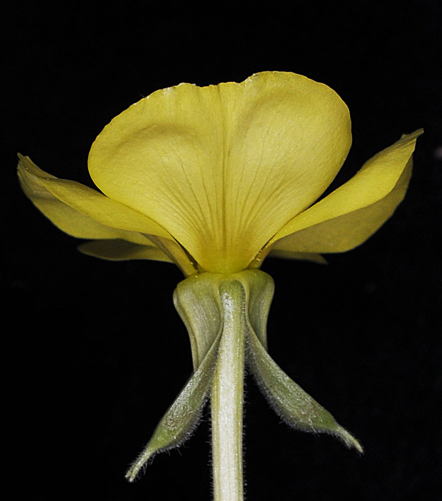 Flora of Eastern Washington Image: Oenothera biennis