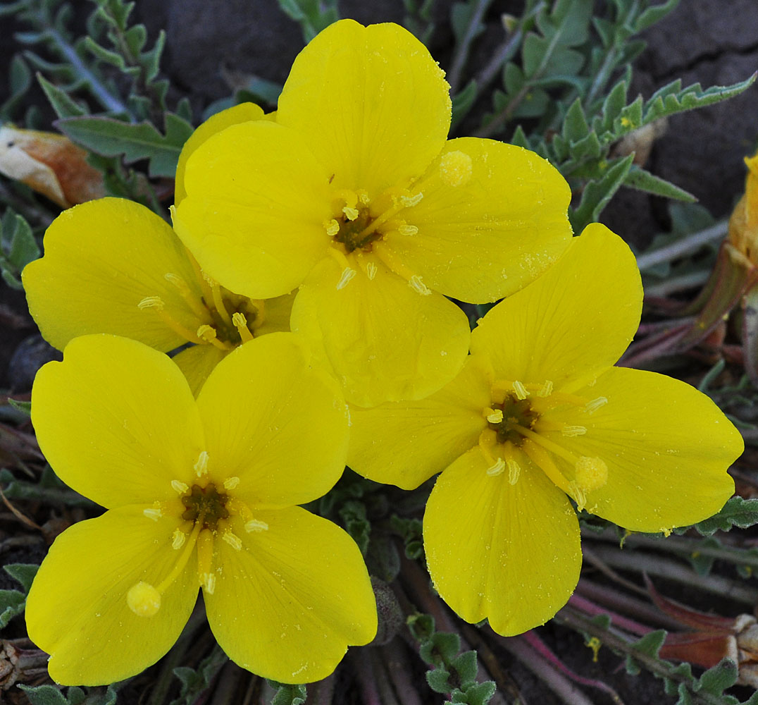 Flora of Eastern Washington Image: Taraxia tanacetifolia