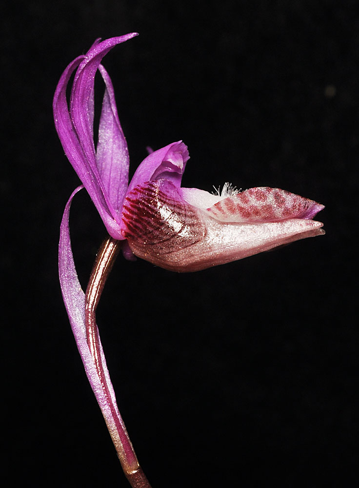 Flora of Eastern Washington Image: Calypso bulbosa