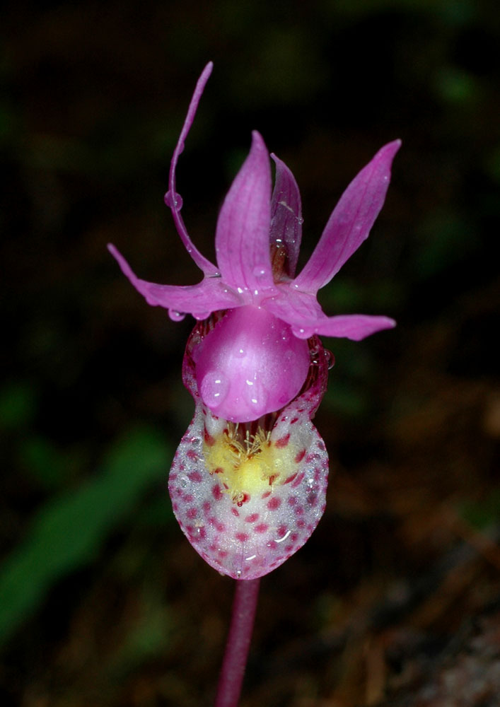 Flora of Eastern Washington Image: Calypso bulbosa