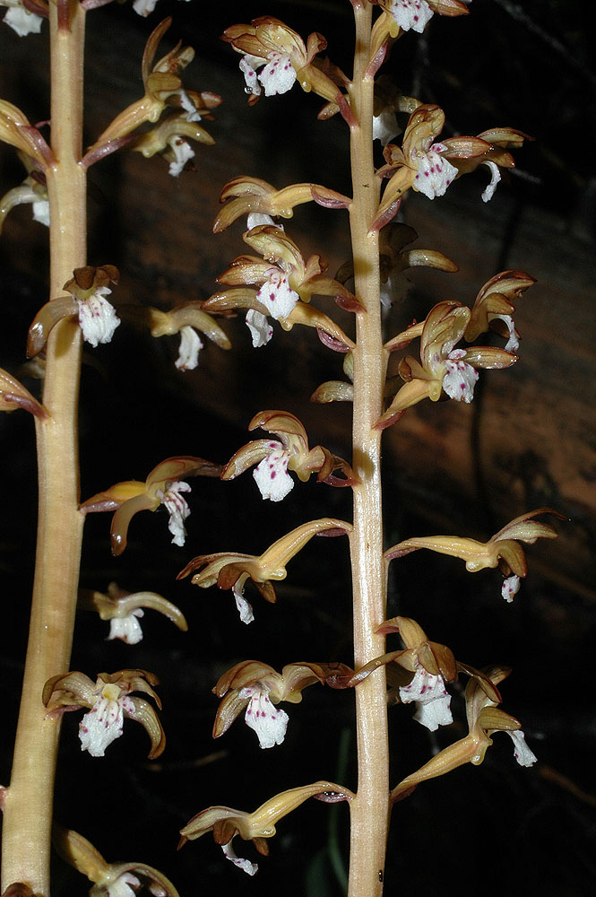 Flora of Eastern Washington Image: Corallorhiza maculata