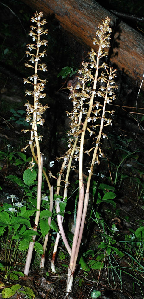 Flora of Eastern Washington Image: Corallorhiza maculata