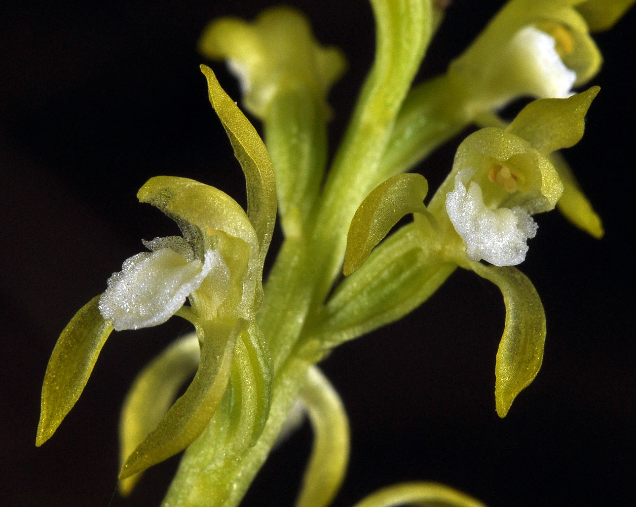 Flora of Eastern Washington Image: Corallorhiza trifida
