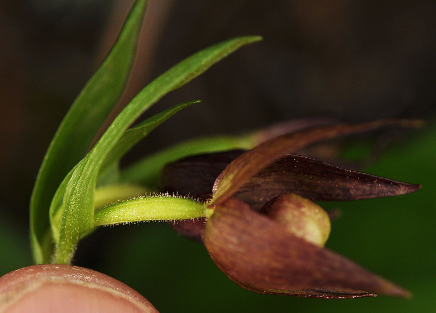 Flora of Eastern Washington Image: Cypripedium fasciculatum