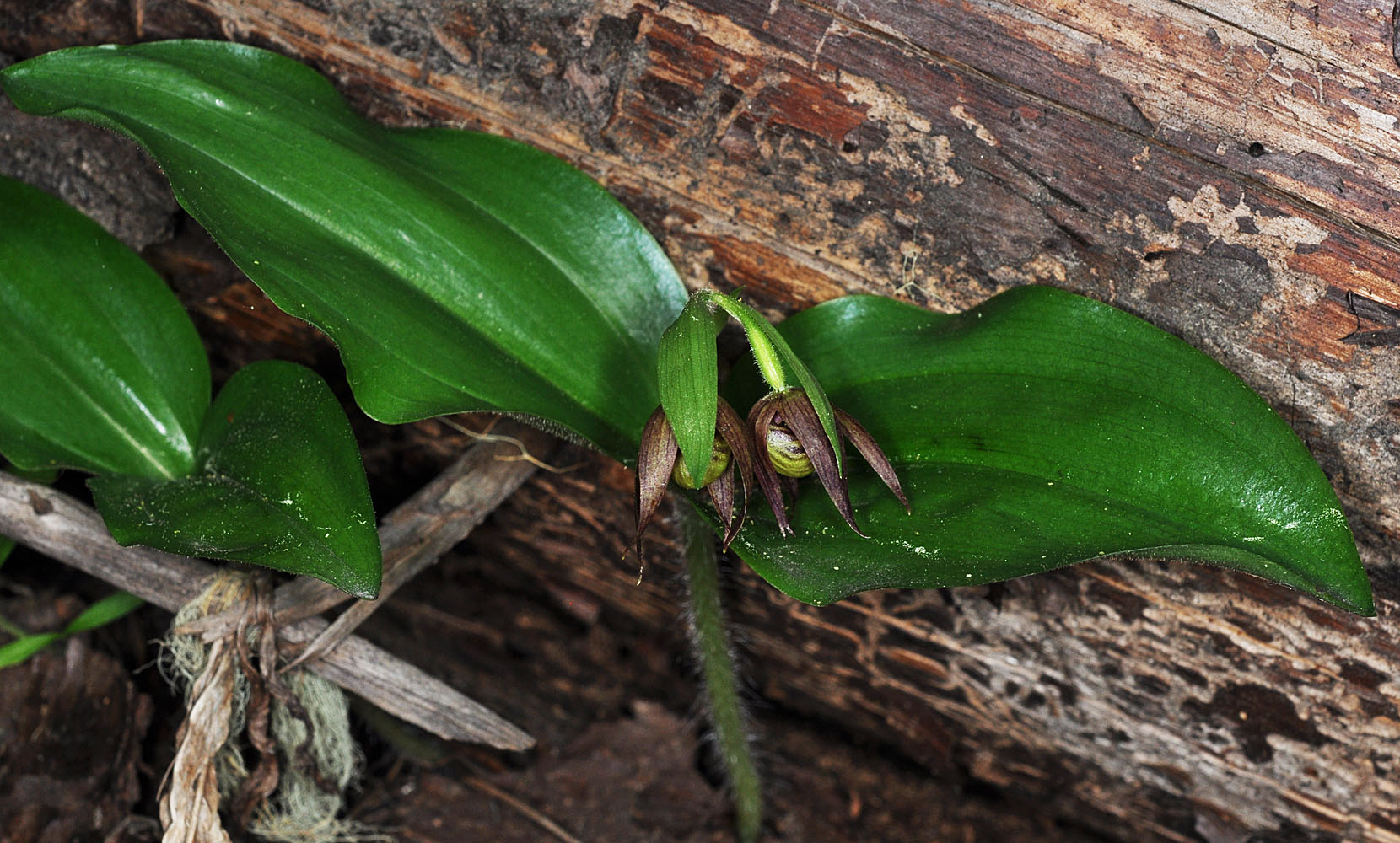 Flora of Eastern Washington Image: Cypripedium fasciculatum