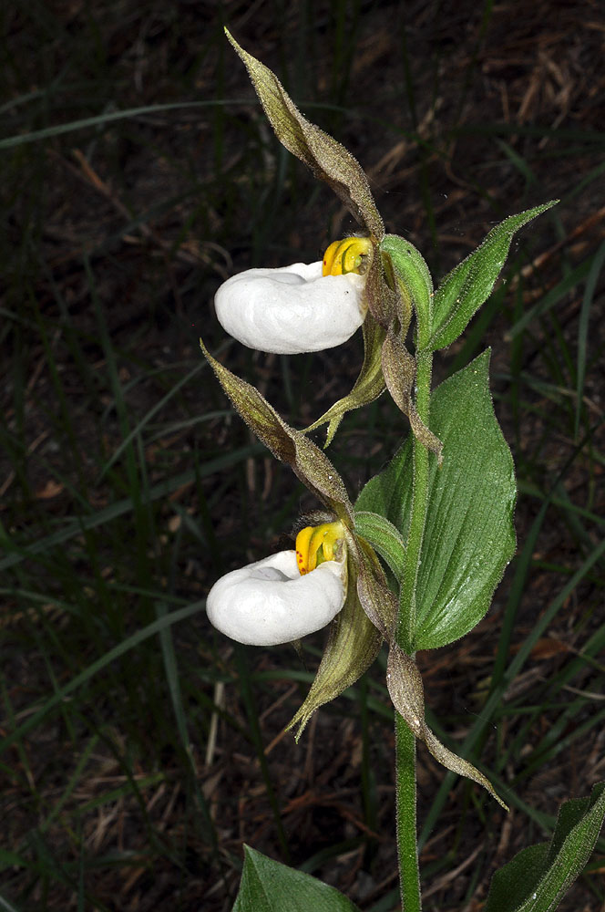 Flora of Eastern Washington Image: Cypripedium montanum