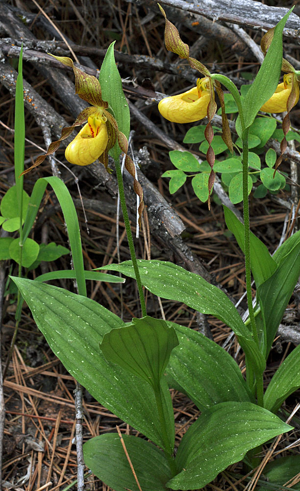 Flora of Eastern Washington Image: Cypripedium parviflorum