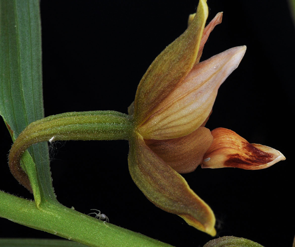 Flora of Eastern Washington Image: Epipactis gigantea