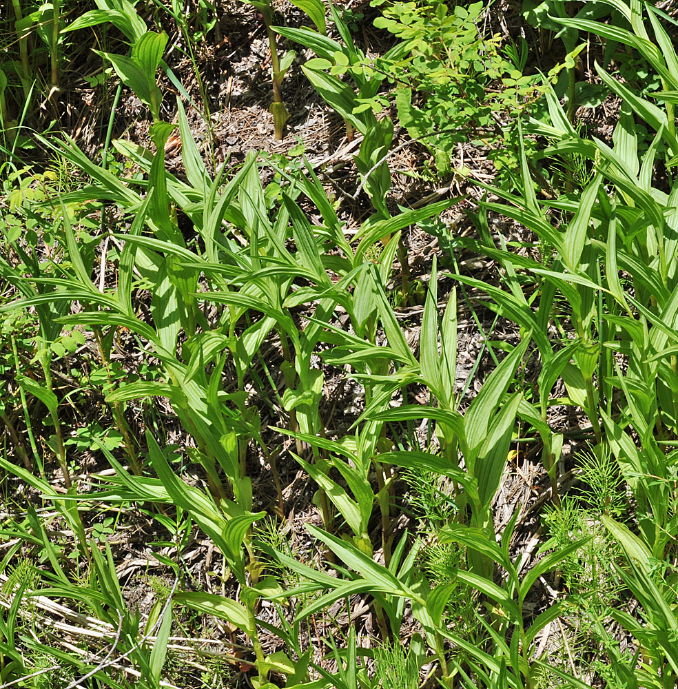 Flora of Eastern Washington Image: Epipactis gigantea