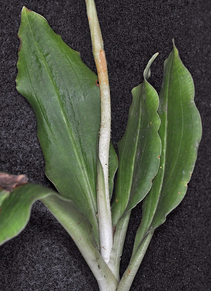 Flora of Eastern Washington Image: Goodyera oblongifolia