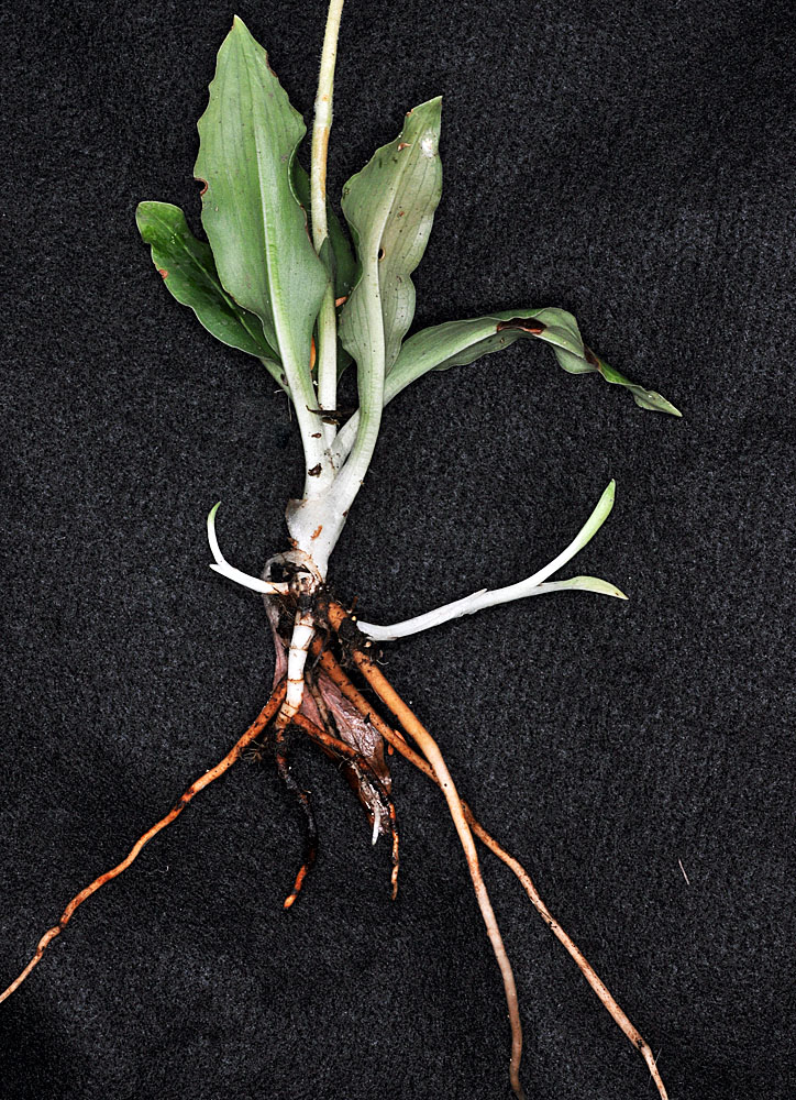 Flora of Eastern Washington Image: Goodyera oblongifolia