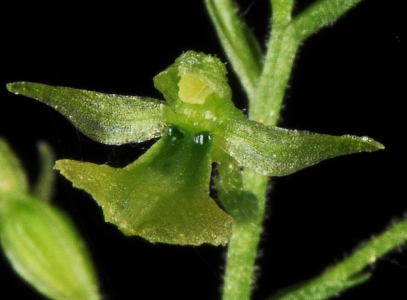 Flora of Eastern Washington Image: Listera caurina