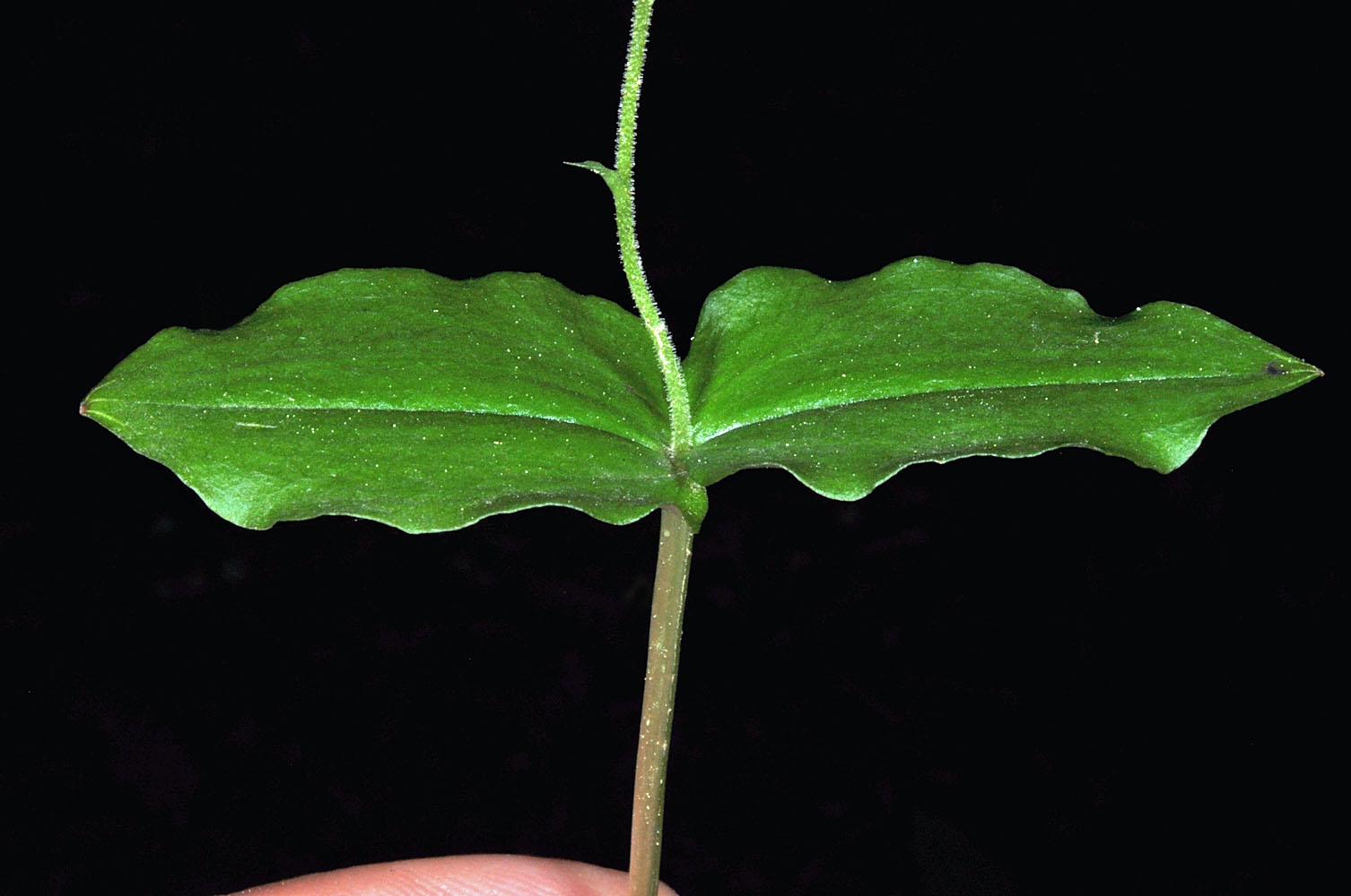 Flora of Eastern Washington Image: Neottia banksiana
