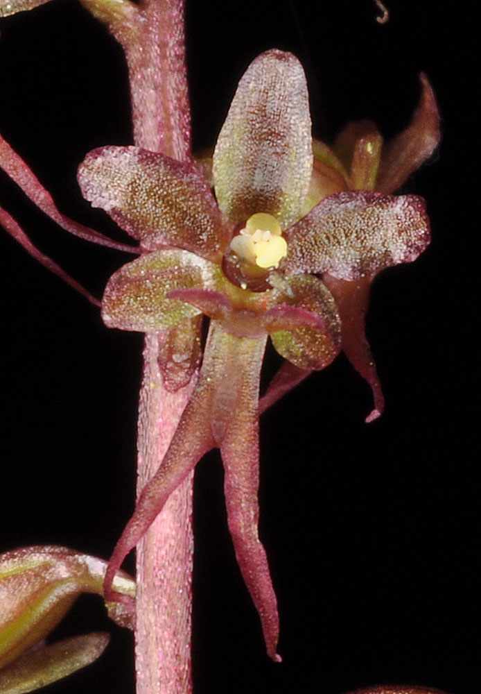 Flora of Eastern Washington Image: Listera cordata