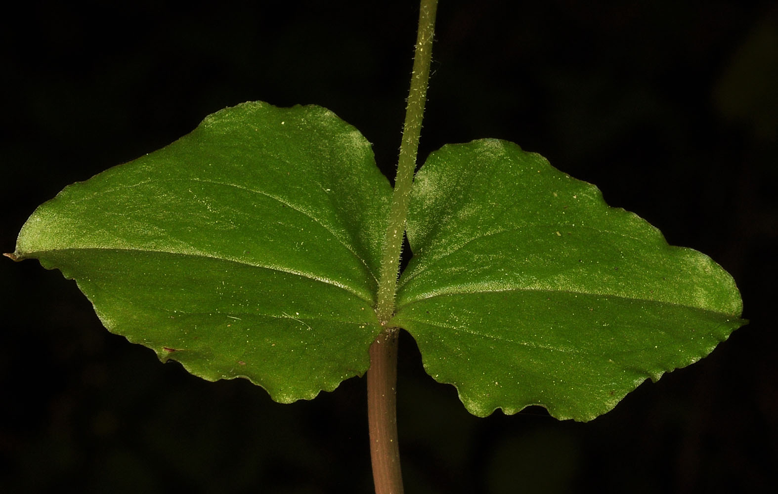 Flora of Eastern Washington Image: Neottia cordata