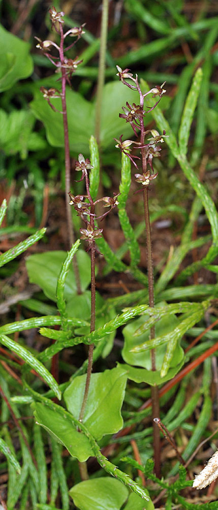 Flora of Eastern Washington Image: Listera cordata
