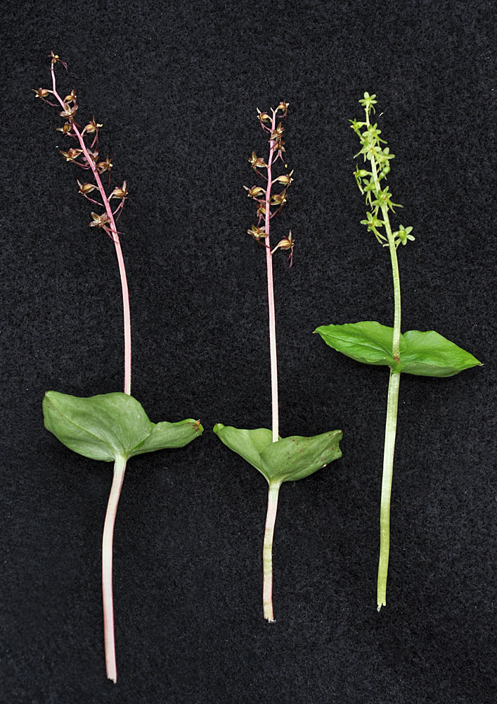 Flora of Eastern Washington Image: Neottia cordata