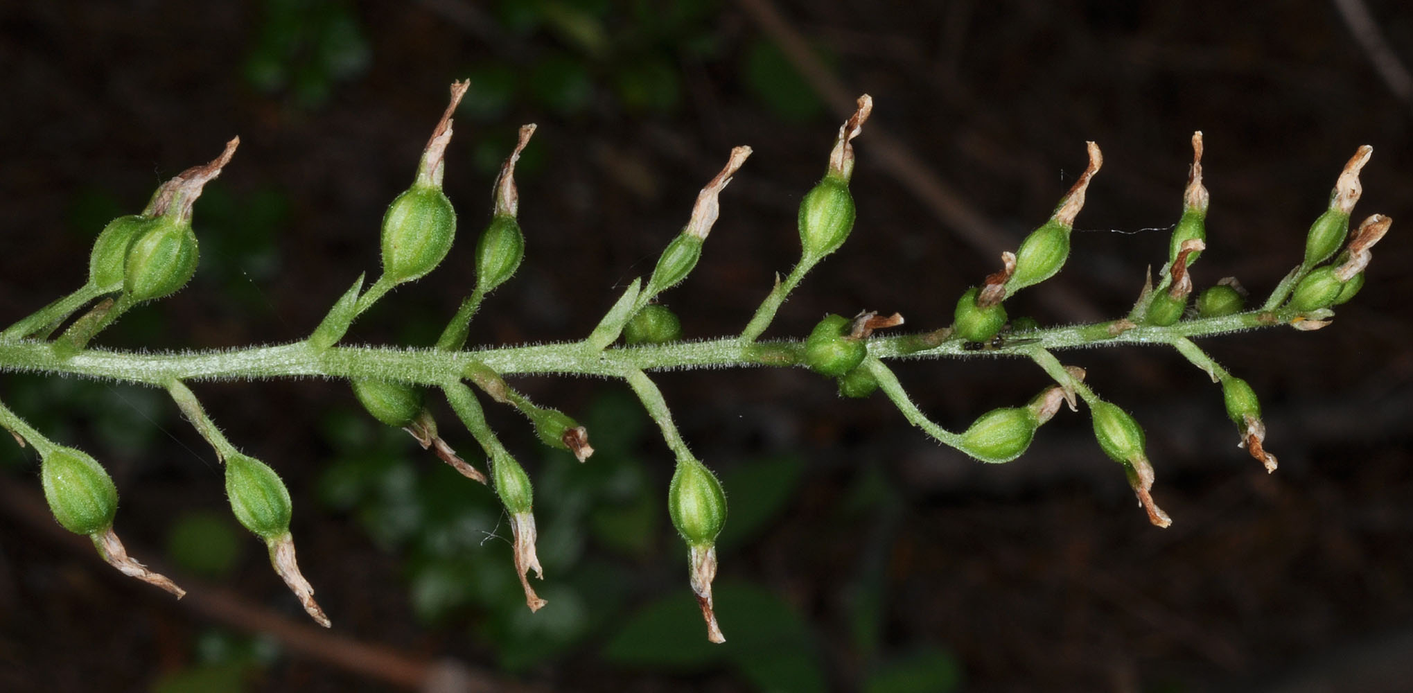 Flora of Eastern Washington Image: Listera sp