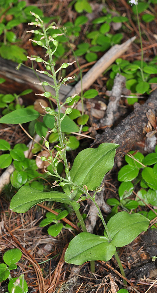 Flora of Eastern Washington Image: Listera sp
