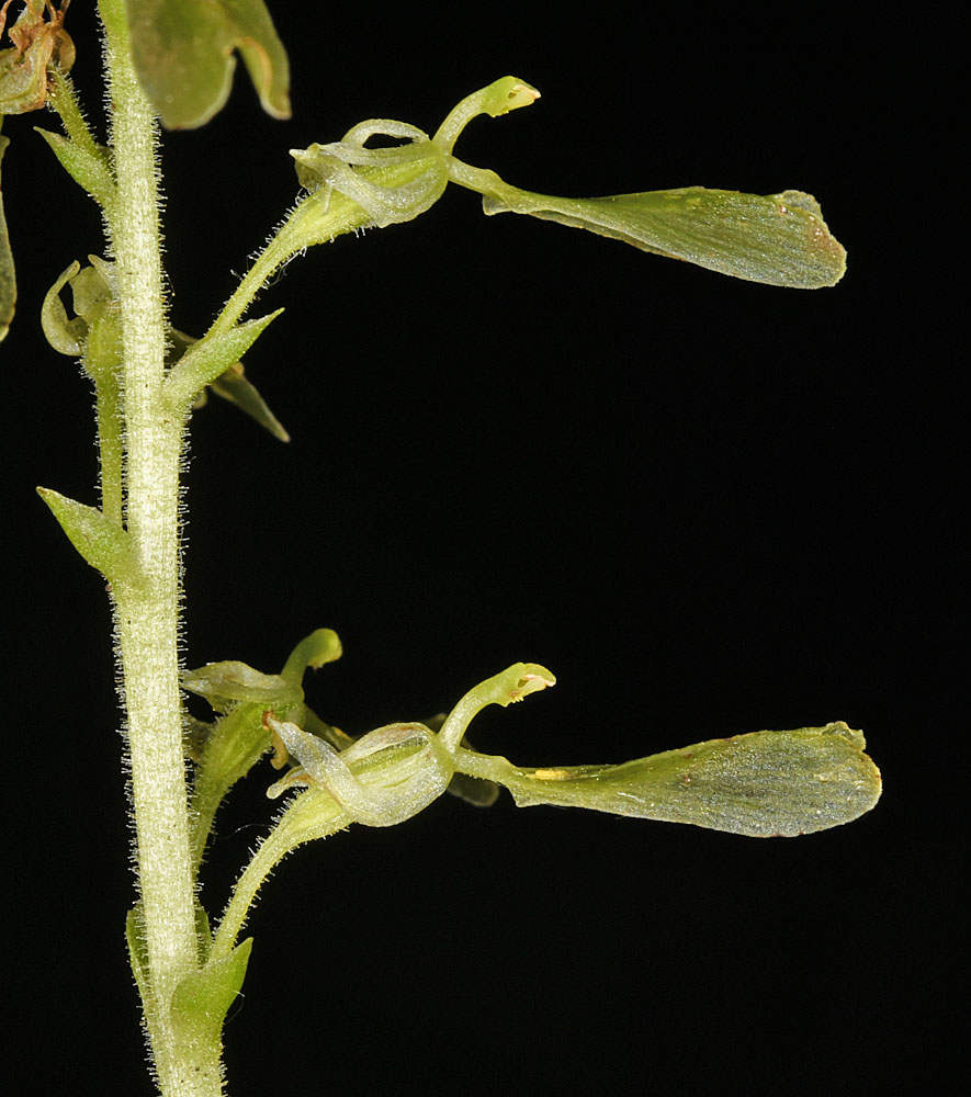Flora of Eastern Washington Image: Neottia convallarioides