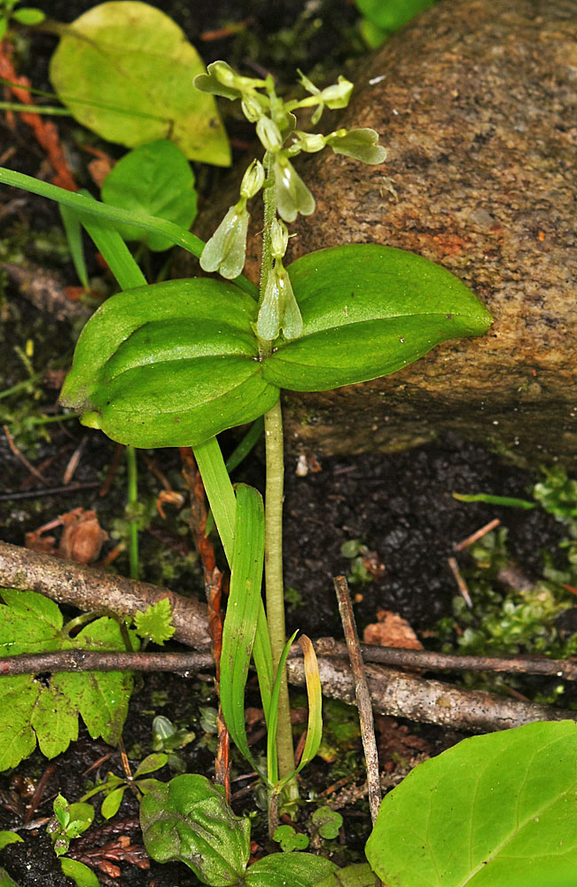 Flora of Eastern Washington Image: Neottia convallarioides