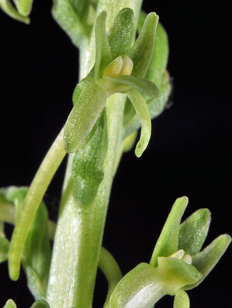 Flora of Eastern Washington Image: Piperia elongata
