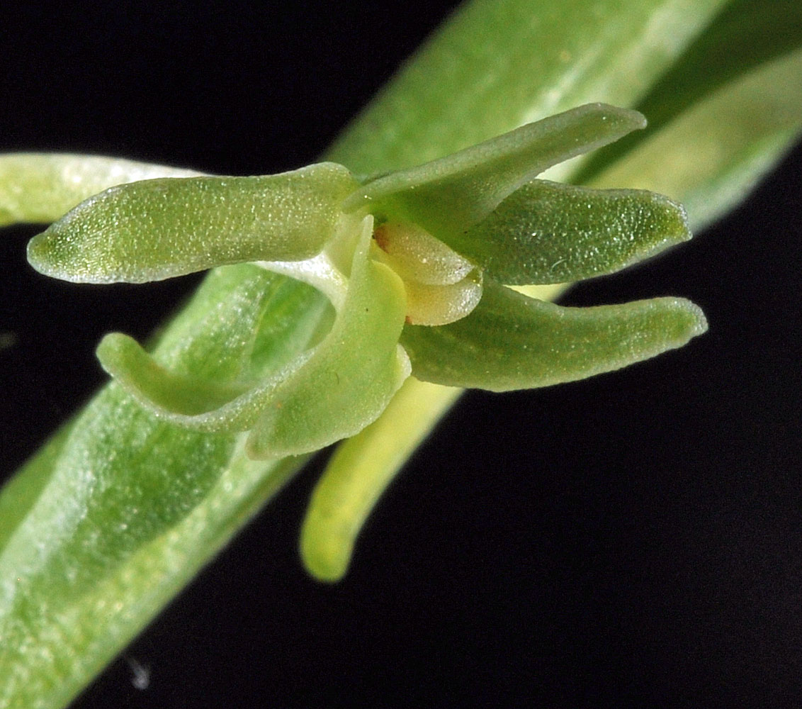Flora of Eastern Washington Image: Piperia elongata