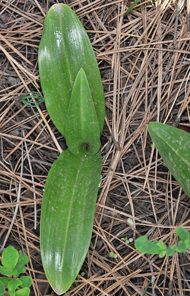 Flora of Eastern Washington Image: Platanthera elegans