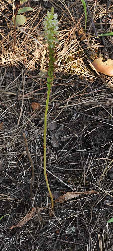 Flora of Eastern Washington Image: Platanthera elegans