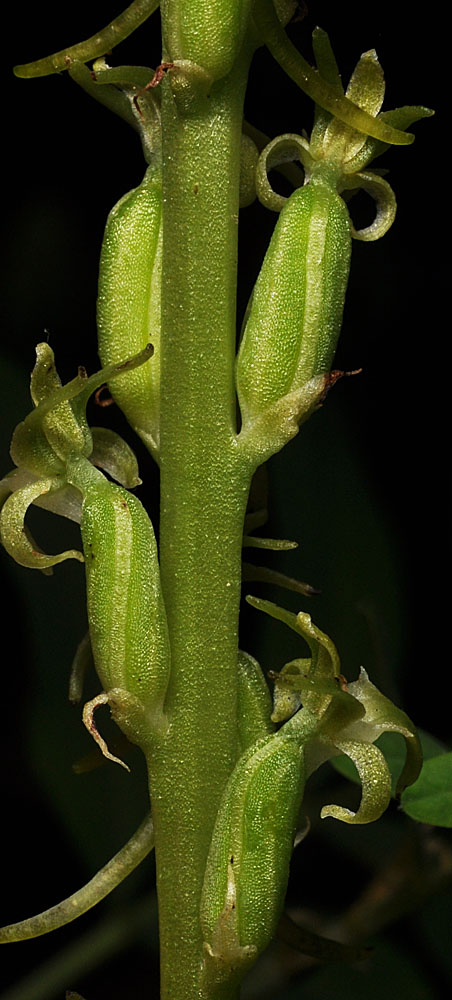 Flora of Eastern Washington Image: Platanthera elongata