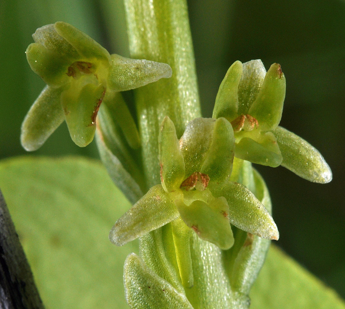 Flora of Eastern Washington Image: Platanthera unalascensis
