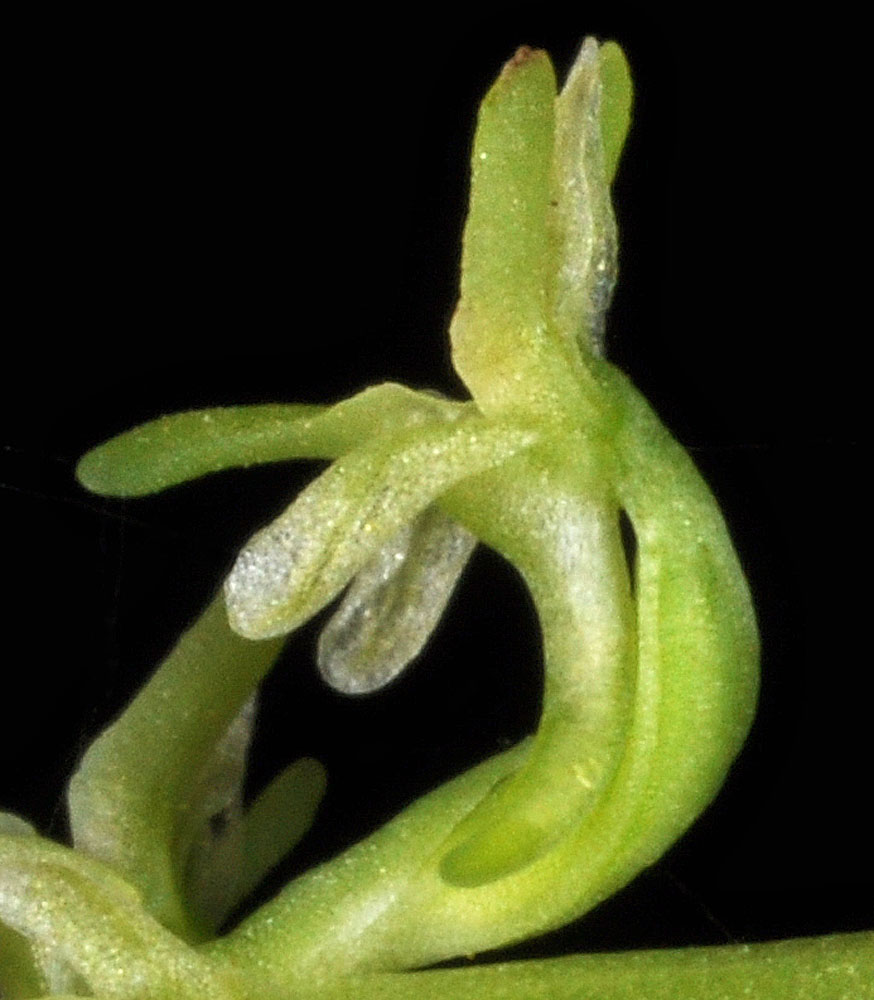 Flora of Eastern Washington Image: Platanthera unalascensis