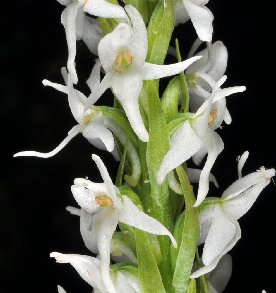Flora of Eastern Washington Image: Platanthera dilatata