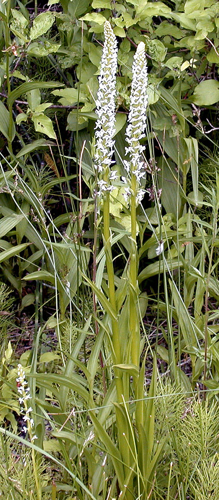 Flora of Eastern Washington Image: Platanthera dilatata