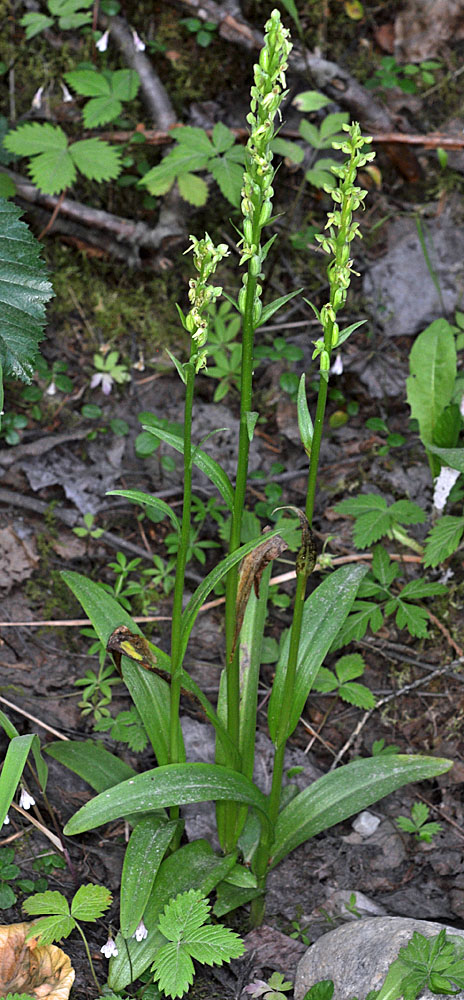 Flora of Eastern Washington Image: Platanthera huronensis
