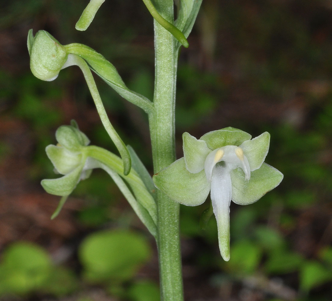 Flora of Eastern Washington Image: Platanthera orbiculara