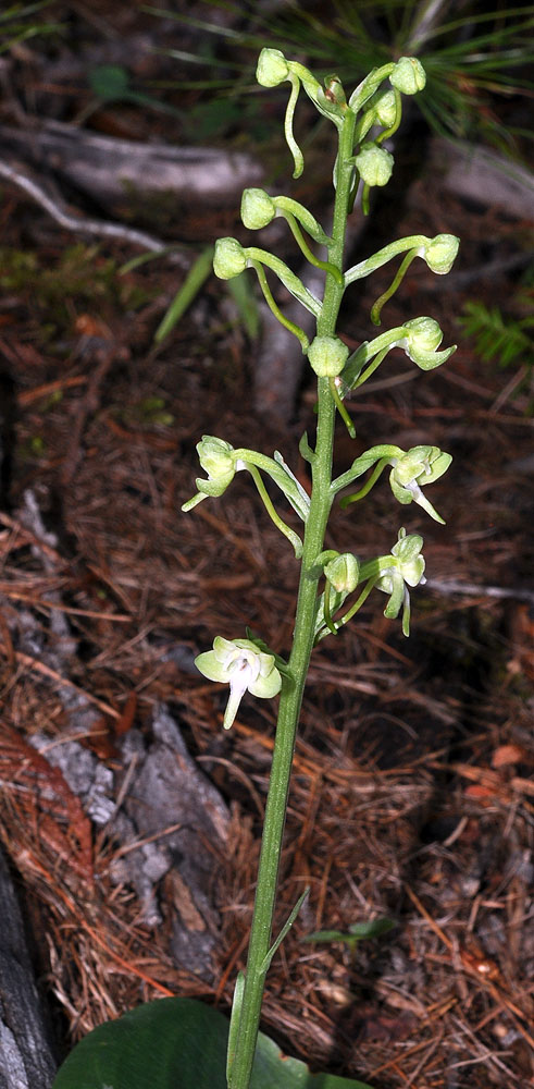 Flora of Eastern Washington Image: Platanthera orbiculara