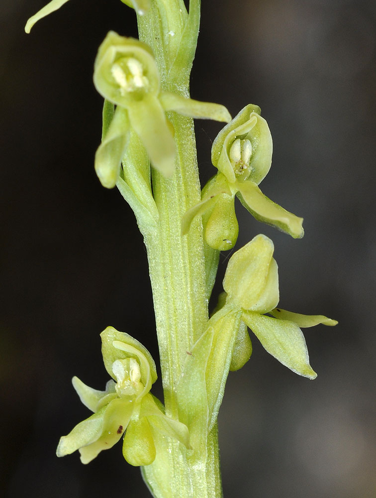 Flora of Eastern Washington Image: Platanthera stricta