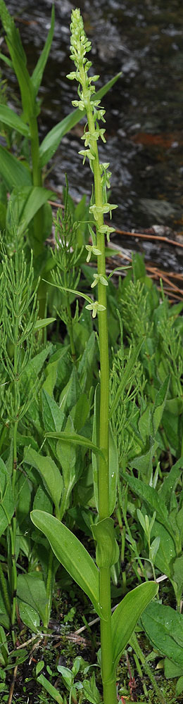 Flora of Eastern Washington Image: Platanthera stricta