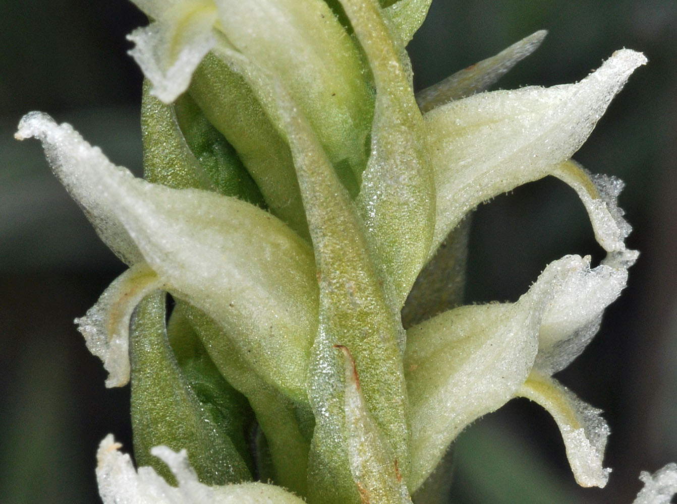 Flora of Eastern Washington Image: Spiranthes romanzoffiana