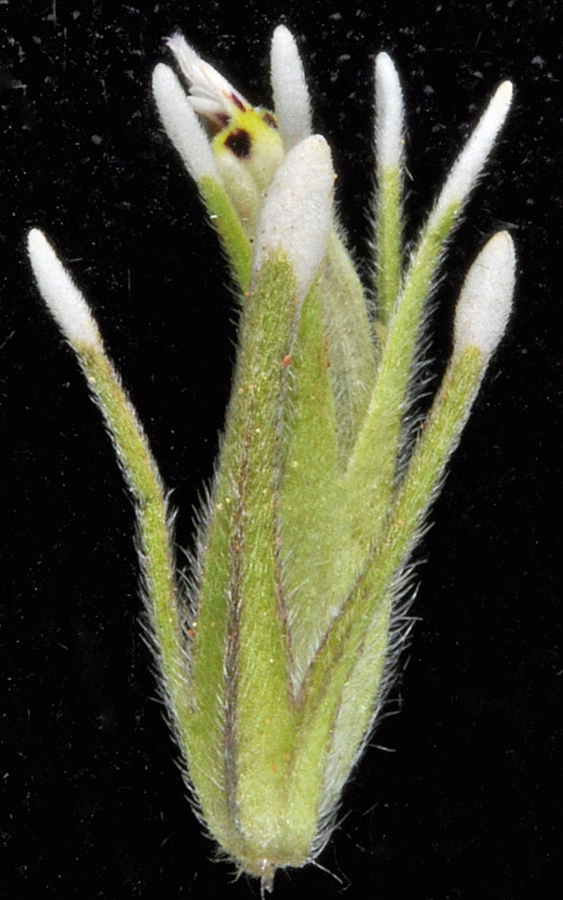 Flora of Eastern Washington Image: Castilleja attenuata