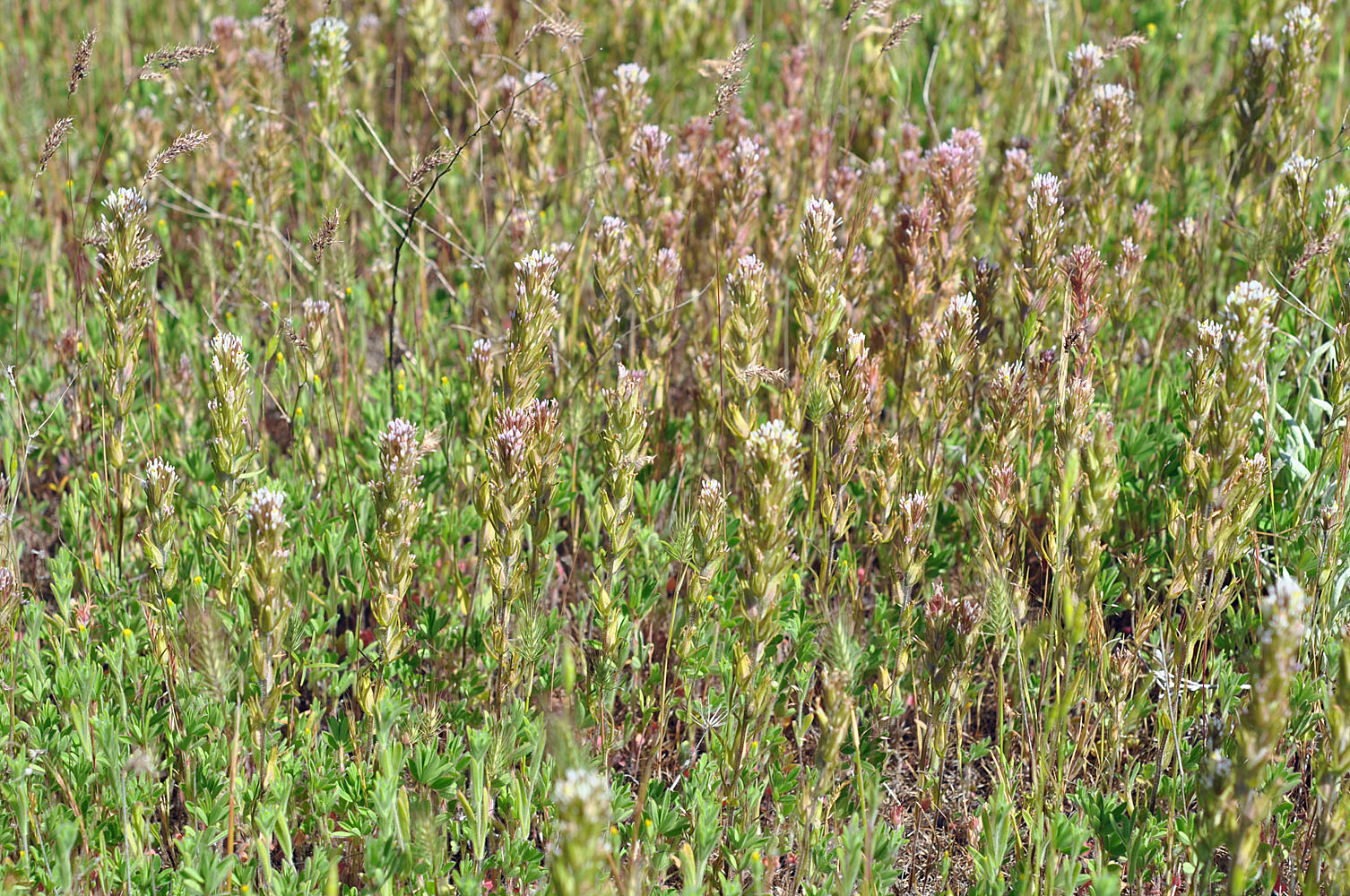 Flora of Eastern Washington Image: Castilleja attenuata
