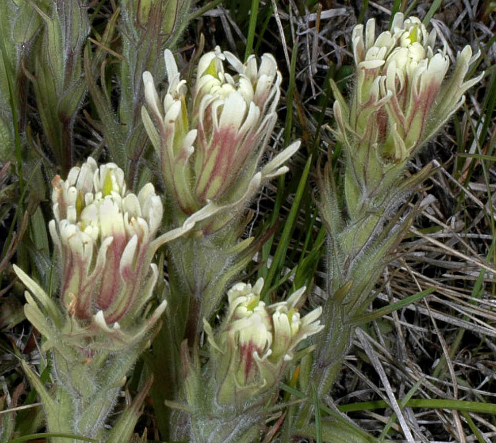 Flora of Eastern Washington Image: Castilleja cusickii