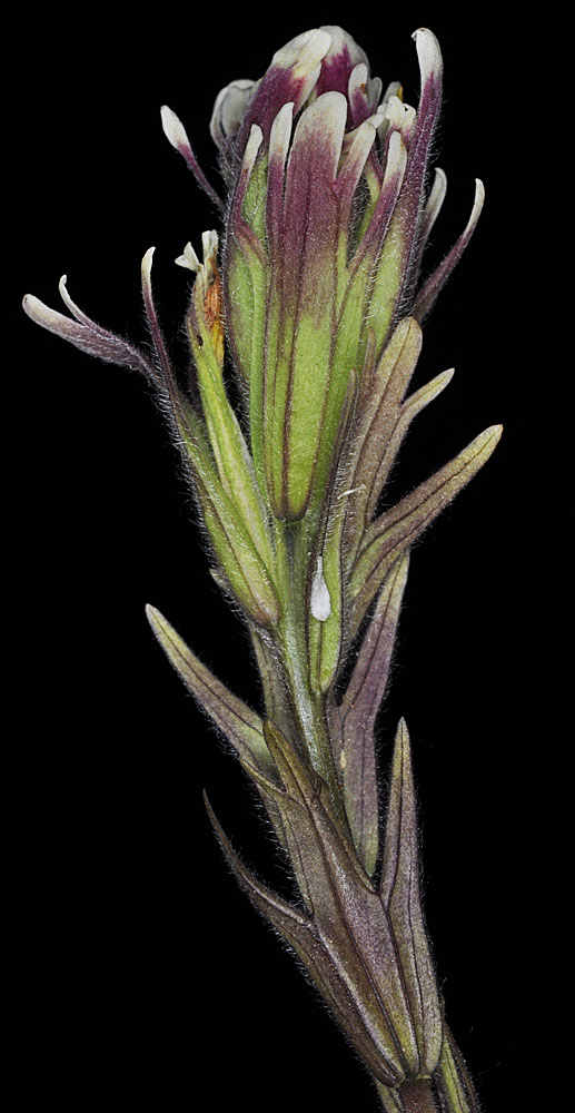 Flora of Eastern Washington Image: Castilleja cusickii