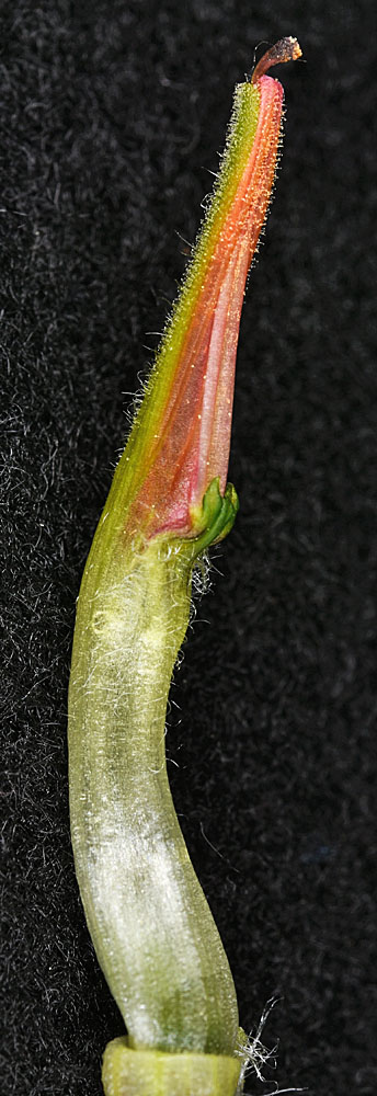 Flora of Eastern Washington Image: Castilleja hispida